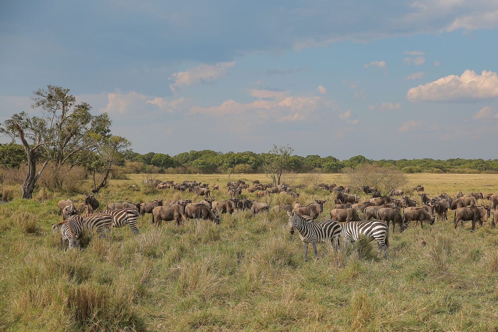 Wildlife migrating across the Serengeti plains during June