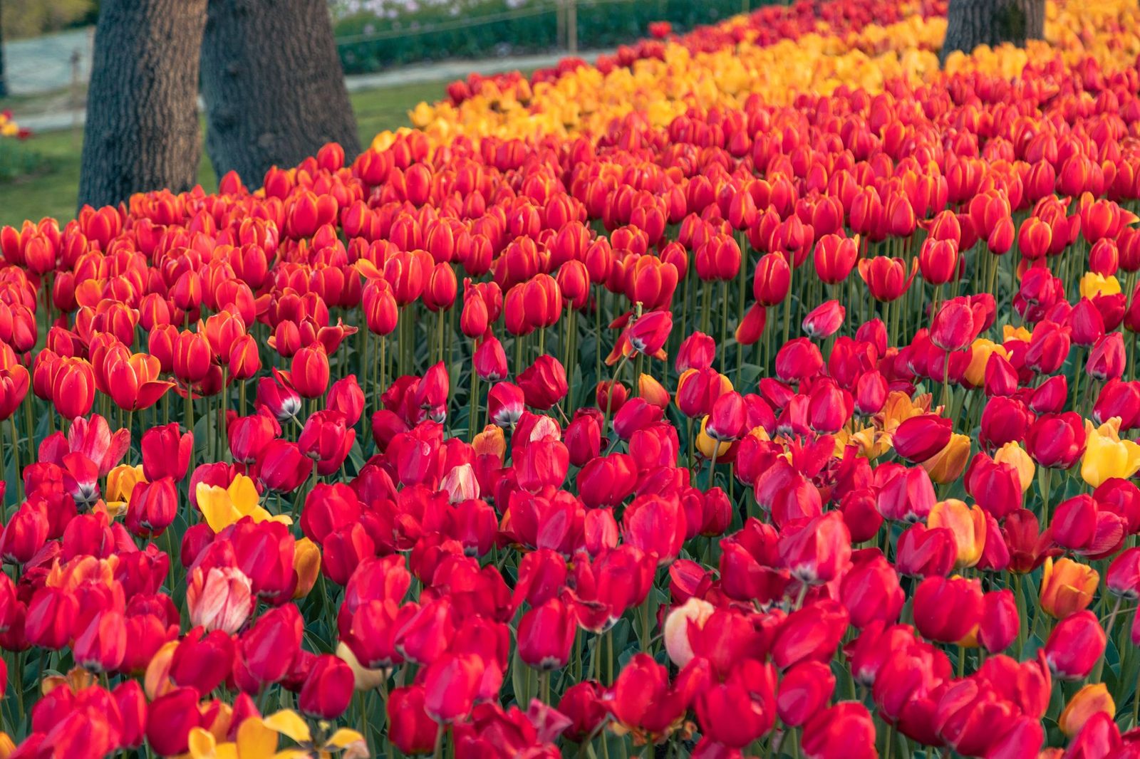Tulip fields blooming in Istanbul during spring